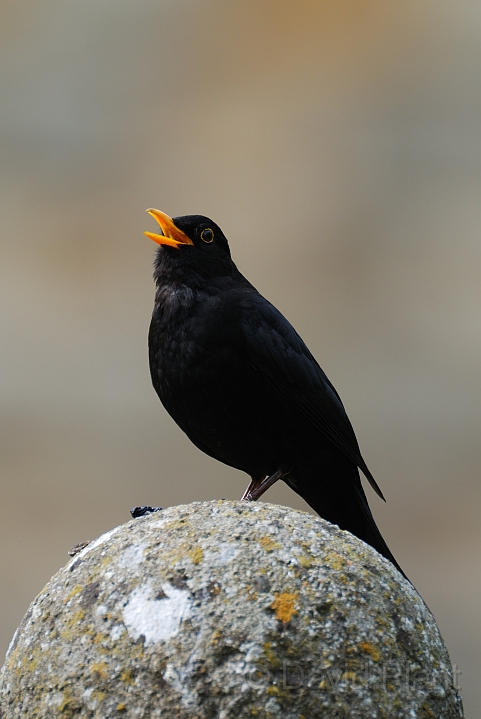 Blackbird male - E.jpg - Blackbird male - Gloucestershire
